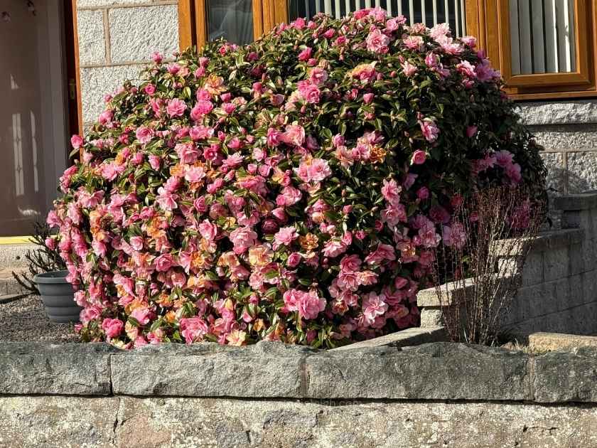 Camellia japonica in full pink bloom against granite stone wall Aberdeen Scotland spring