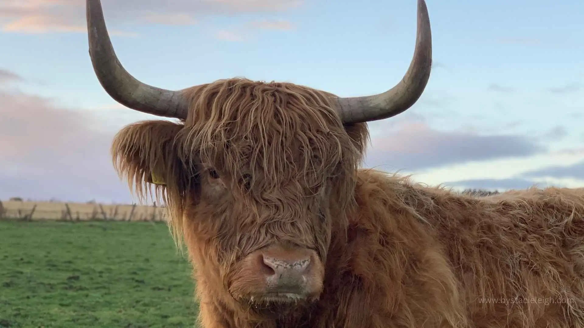 home decor ideas highland coo interior style inspiration